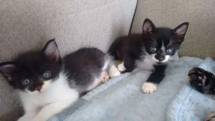 Gato ra a sem raça definida idade Abaixo de 2 meses nome Pta e bca