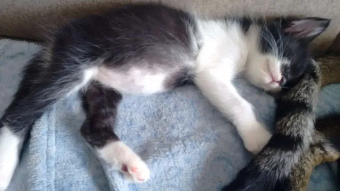 Gato ra a sem raça definida idade Abaixo de 2 meses nome Pta e bca