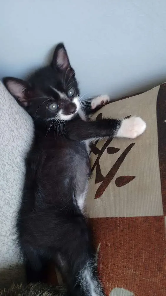 Gato ra a sem raça definida idade Abaixo de 2 meses nome Pta e bca