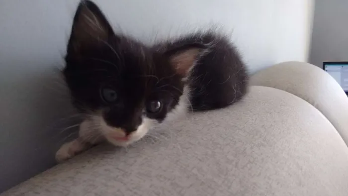 Gato ra a sem raça definida idade Abaixo de 2 meses nome Pta e bca