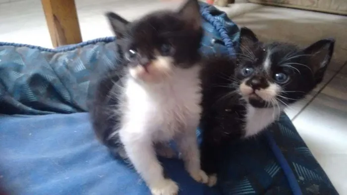 Gato ra a sem raça definida idade Abaixo de 2 meses nome Pta e bca