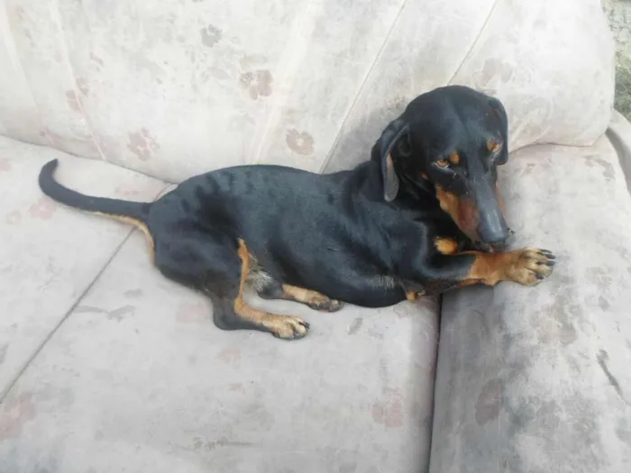 Cachorro raça dachshund idade  nome jump