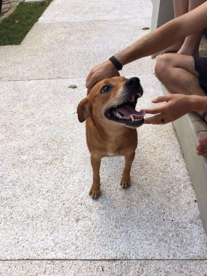 Cachorro ra a SRD idade 4 anos nome Chester