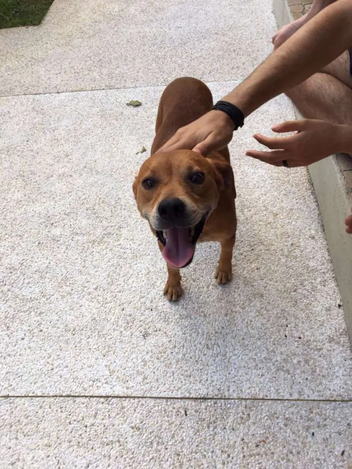 Cachorro ra a SRD idade 4 anos nome Chester