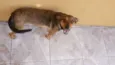 Lilica