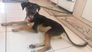 Cachorro raça Não definida  idade 2 a 6 meses nome Lucy