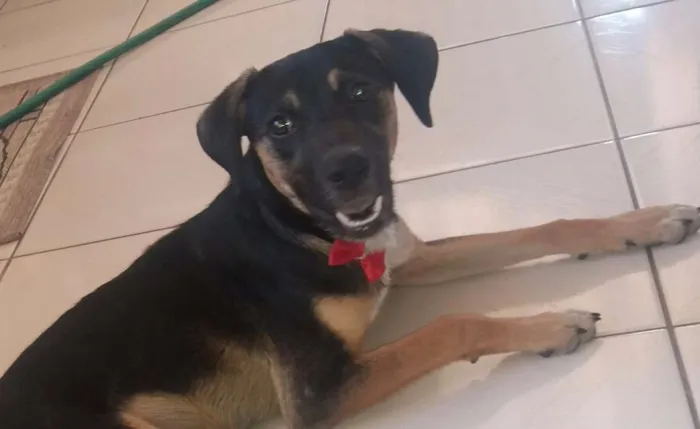 Cachorro ra a Não definida  idade 2 a 6 meses nome Lucy