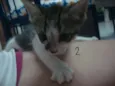 DeixoODonoEscolhe-lo