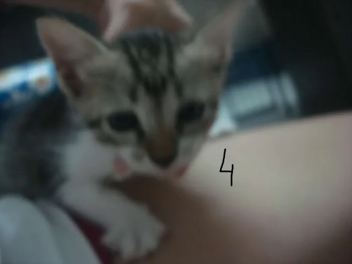 Gato raça  idade Abaixo de 2 meses nome DeixoODonoEscolhe-lo
