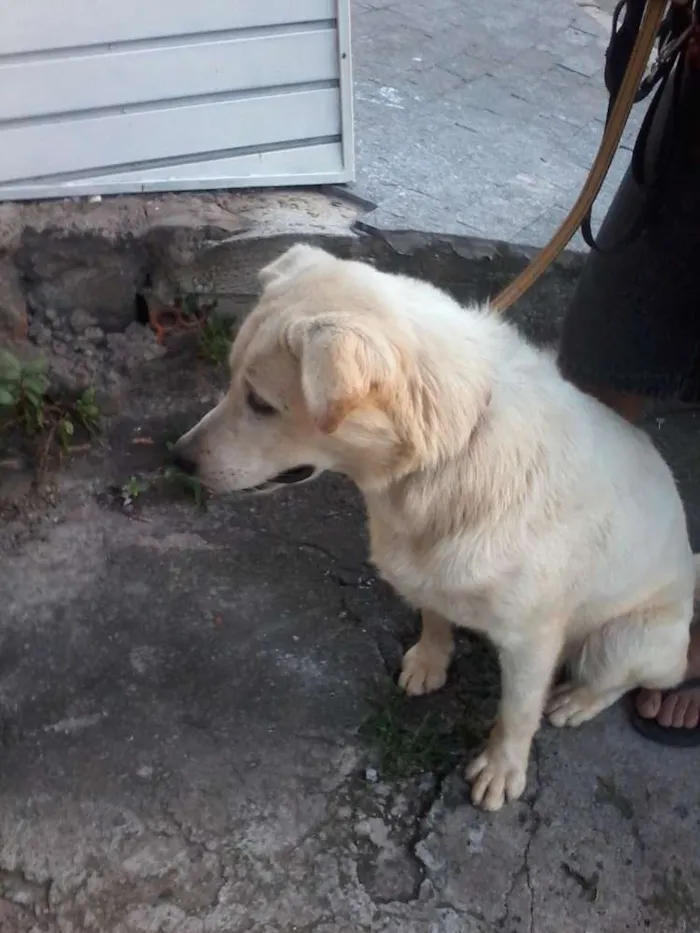 Cachorro ra a Mestiço labrador idade 1 ano nome Ludos