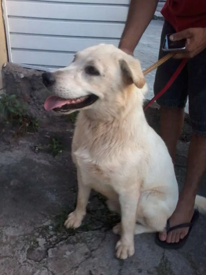 Cachorro ra a Mestiço labrador idade 1 ano nome Ludos
