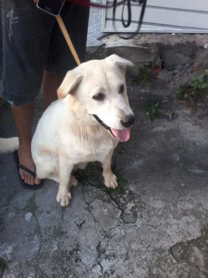 Cachorro ra a Mestiço labrador idade 1 ano nome Ludos
