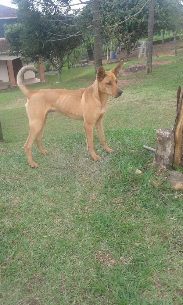 Cachorro ra a Mistico Dog Alemão idade 7 a 11 meses nome Spack