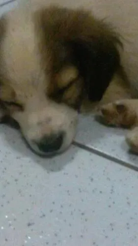 Cachorro ra a  idade 2 a 6 meses nome Não tem