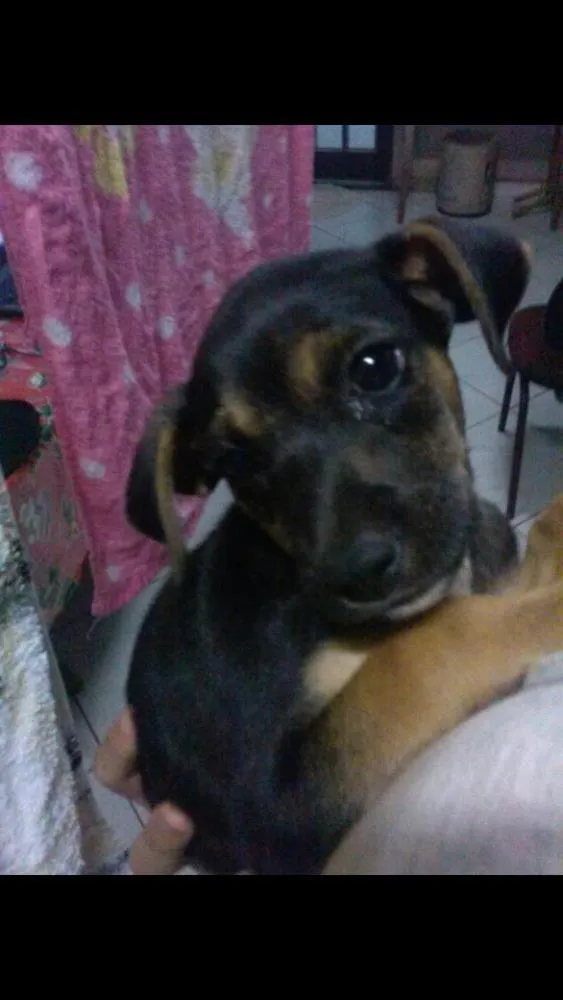 Cachorro ra a  idade 2 a 6 meses nome Não tem