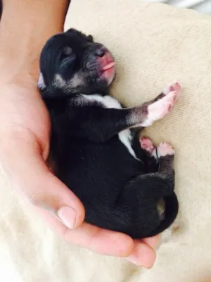 Cachorro raça Border collie misturado  idade Abaixo de 2 meses nome Sem nome 