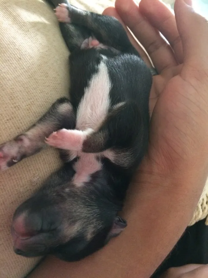 Cachorro ra a Border collie misturado  idade Abaixo de 2 meses nome Sem nome 