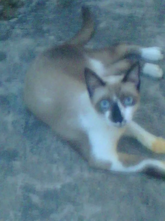 Gato raça siamês idade  nome Bibi