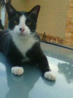 Gato raça  mistura idade  nome Botafogo