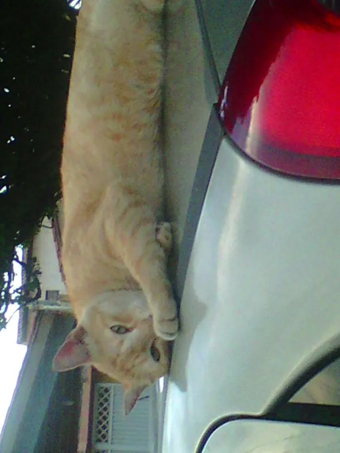 Gato raça  mistura idade  nome paidegua