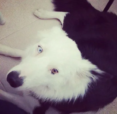 Cachorro raça Border Collie idade 4 anos nome Luna