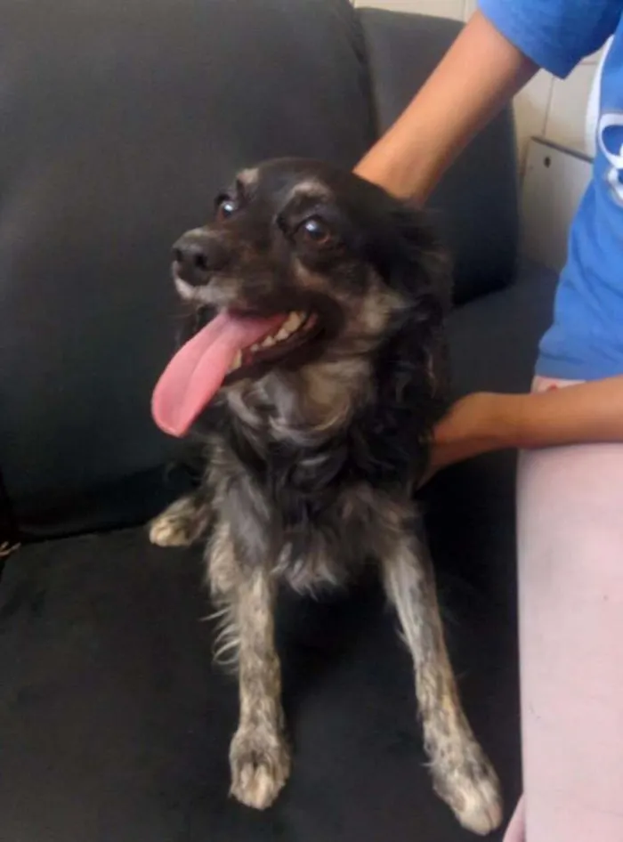 Cachorro ra a srd idade 7 a 11 meses nome PRETINHO