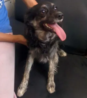Cachorro raça srd idade 7 a 11 meses nome PRETINHO