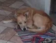 Cachorro raça Sem Raça Definida idade 6 ou mais anos nome Paçoca