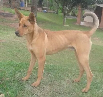 Cachorro ra a Mistico Dog Alemão idade 7 a 11 meses nome Spack