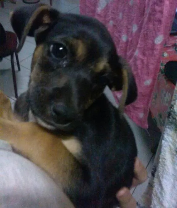 Cachorro ra a  idade 2 a 6 meses nome Não tem