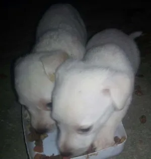 Cachorro raça Viralatinhas idade Abaixo de 2 meses nome Estão pra ser escoli
