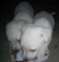 Estão pra ser escoli