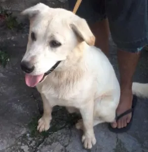 Cachorro raça Mestiço labrador idade 1 ano nome Ludos