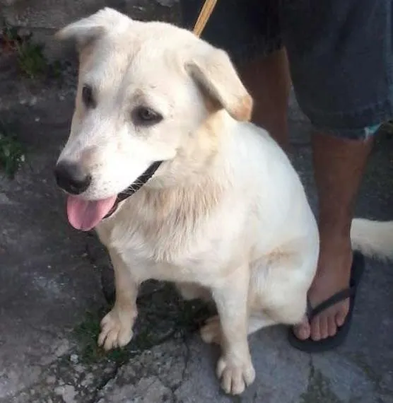 Cachorro ra a Mestiço labrador idade 1 ano nome Ludos