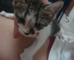 Gato raça  idade Abaixo de 2 meses nome DeixoODonoEscolhe-lo