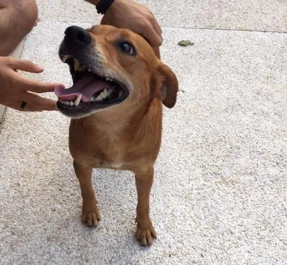 Cachorro ra a SRD idade 4 anos nome Chester