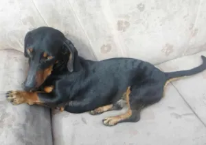 Cachorro raça dachshund idade  nome jump