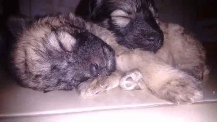 Cachorro ra a Vira lata idade Abaixo de 2 meses nome Não tem
