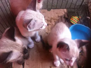 Gato raça Siamês  idade 2 a 6 meses nome Filhotes 