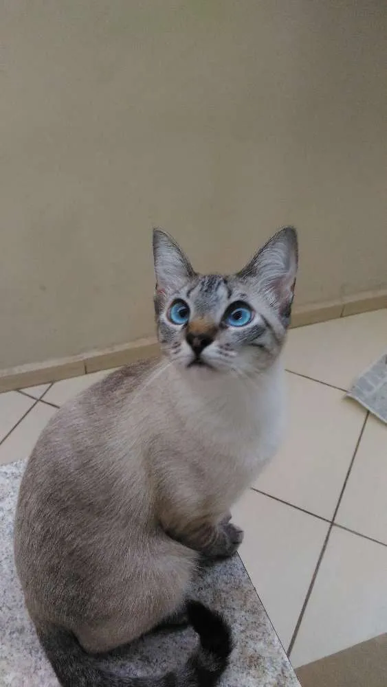 Gato ra a SRD idade 1 ano nome Tigresa