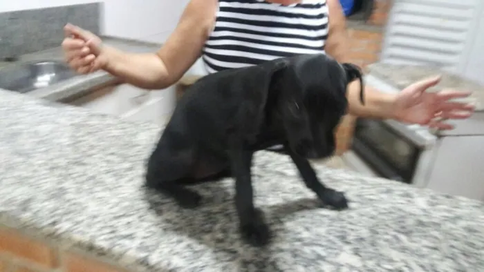 Cachorro ra a Vira idade Abaixo de 2 meses nome Sem nomes