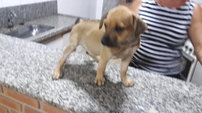 Cachorro ra a Vira idade Abaixo de 2 meses nome Sem nomes