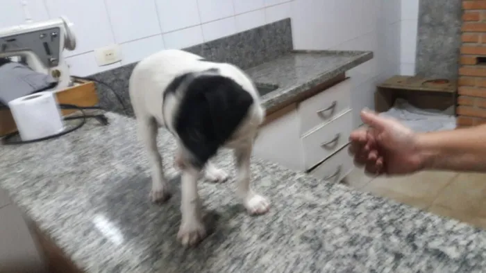 Cachorro ra a Vira idade Abaixo de 2 meses nome Sem nomes