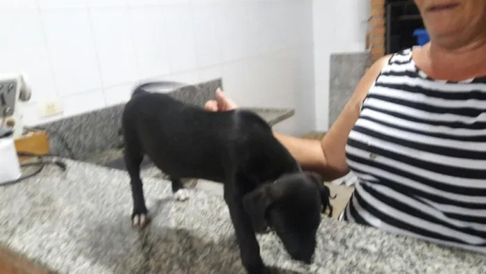 Cachorro ra a Vira idade Abaixo de 2 meses nome Sem nomes