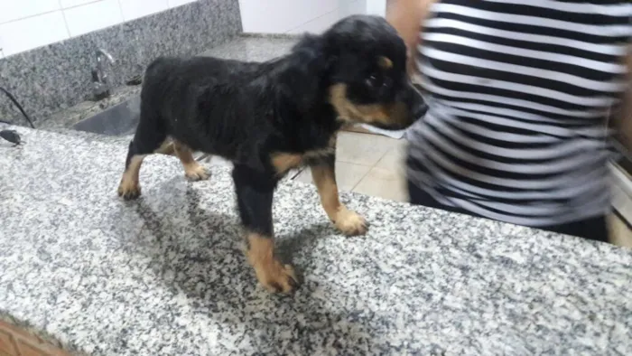 Cachorro ra a Vira idade Abaixo de 2 meses nome Sem nomes