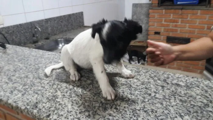 Cachorro ra a Vira idade Abaixo de 2 meses nome Sem nomes