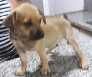 Cachorro raça Vira idade Abaixo de 2 meses nome Sem nomes