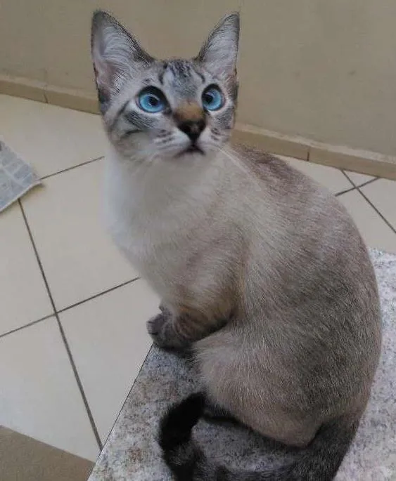 Gato ra a SRD idade 1 ano nome Tigresa