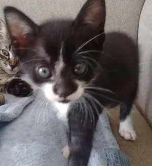 Gato raça sem raça definida idade Abaixo de 2 meses nome Pta e bca