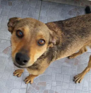 Cachorro raça vira latas idade 1 ano nome Lilica